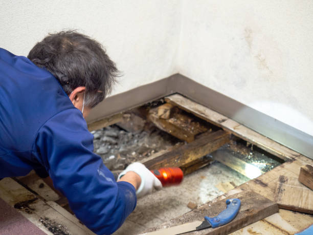 Best Insurance-Related Mold Remediation in Ridgefield, NJ