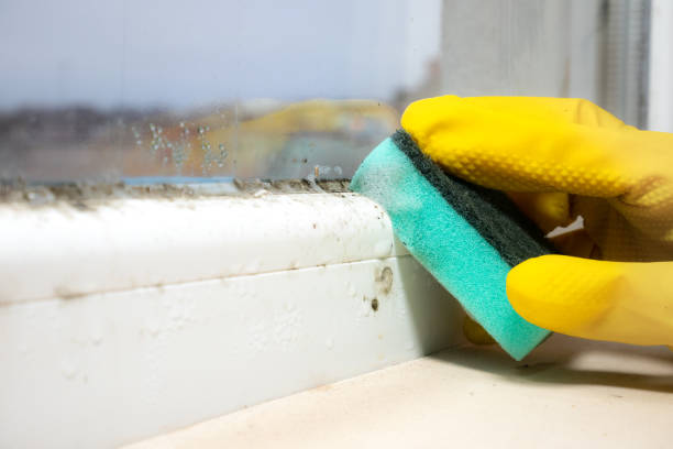 Trusted Ridgefield, NJ Mold Remediation Experts