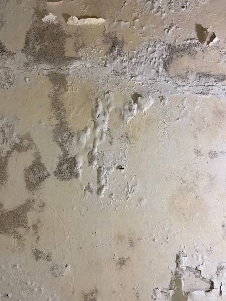 Best Industrial Mold Remediation in Ridgefield, NJ
