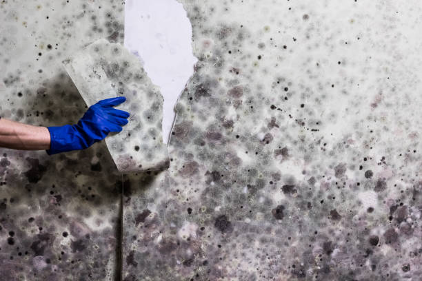 Best DIY Mold Remediation Support Services in Ridgefield, NJ